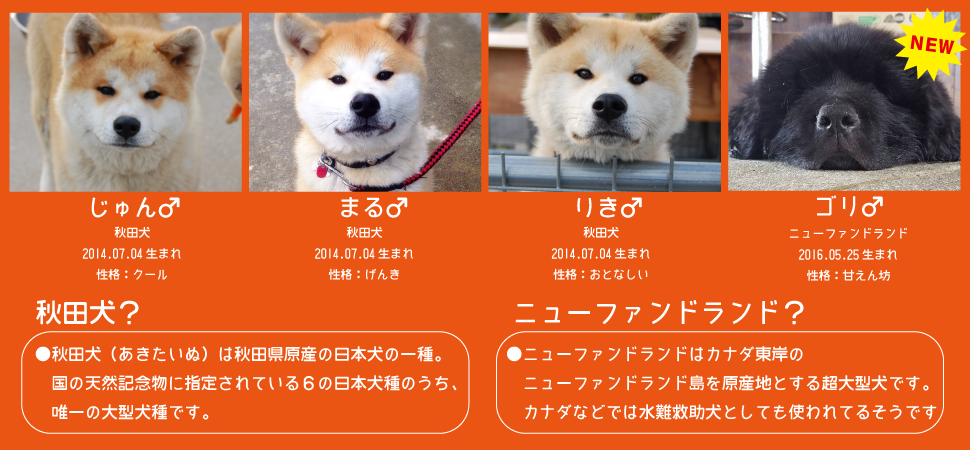 内海　看板犬